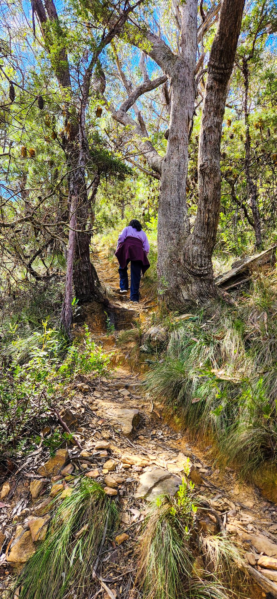 Tackling the uphil towards Centennial Glen Reserve via Cliff Top Track